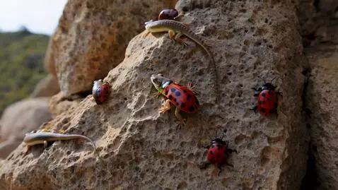 AI Video from prompt: Cat-like geckos on a rock wall hanging out with 