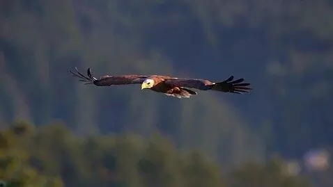 AI Video from prompt: An eagle flying