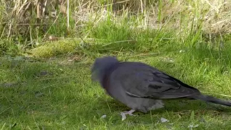 AI Video from prompt: A fowl whispering to the morning sun and shoutin