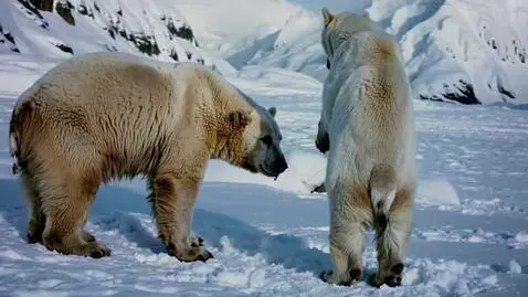 AI Video from prompt: a male polar bear on its knee, proposing to a fe