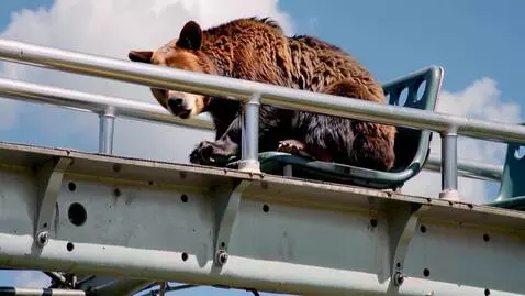 AI Video from prompt: A brown bear on a rollercoaster