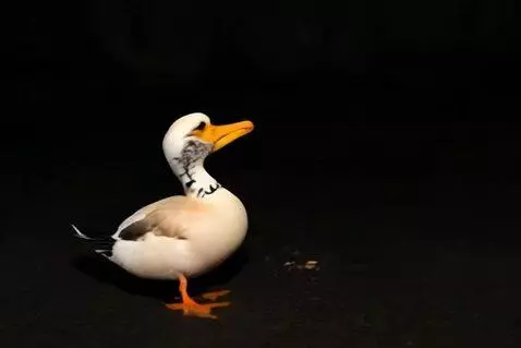 AI Video from prompt: Shot a duck and turn it into vampire