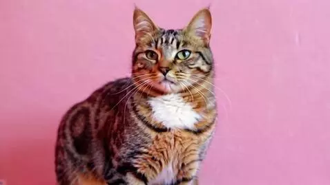 AI Video from prompt: Un chat qui danse