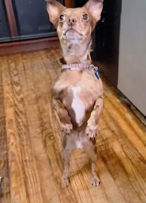 AI Video from prompt: Chihuahua with sombrero, muscular upper body. Sa