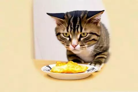 AI Video from prompt: The cat is eating an omelet next to another cat 