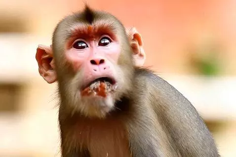 AI Video from prompt: a monkey eating brown iceream