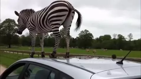 AI Video from prompt: Zebra poops on a car