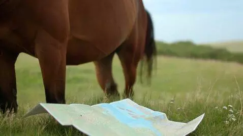AI Video from prompt: A horse poops on a map