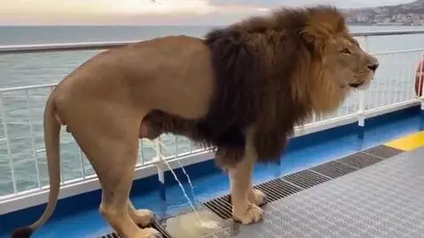 AI Video from prompt: A lion pees on a ferry