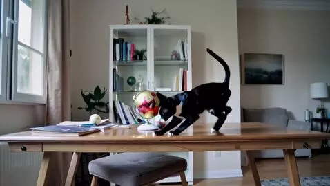 AI Video from prompt: Murko, a Siamese cat with a black and white tail