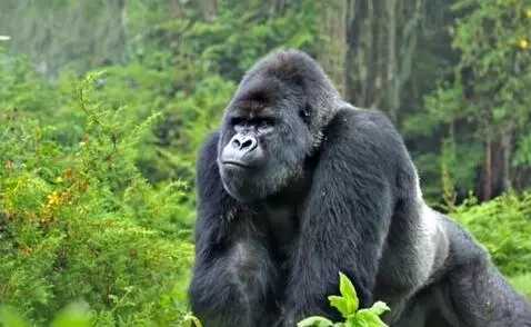 AI Video from prompt: Walk like a Jamaican bad man