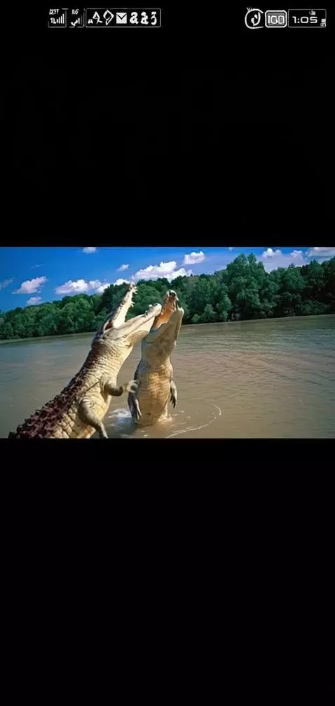 AI Video from prompt: Crocodiles having fun in the swimming pool