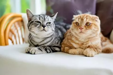 AI Video from prompt: Two cats sit side by side on a cozy sofa in a br