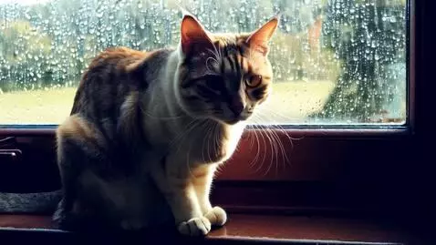 AI Video from prompt: Photorealistic 4K video: a cat sits on a windows