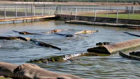 AI Video from prompt: Crocodile farm
