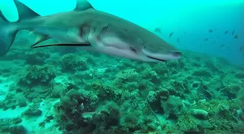AI Video from prompt: Dancing shark