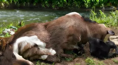 AI Video from prompt: A goat giving birth on the farm near a stream wi