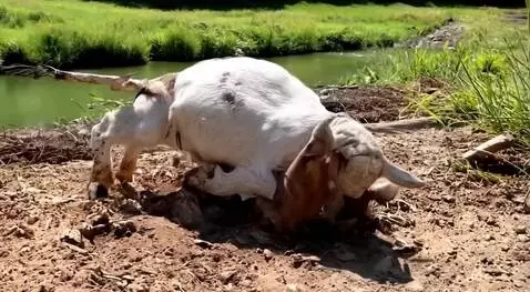 AI Video from prompt: A goat giving birth on the farm near a stream wi