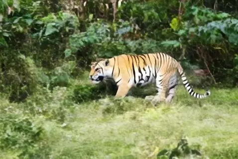 AI Video from prompt: Tiger running in jungle