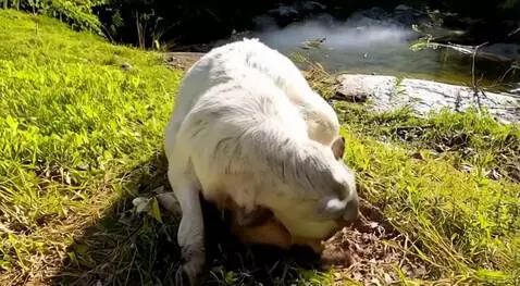 AI Video from prompt: A goat giving birth on the farm near a stream wi