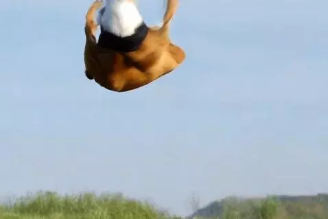AI Video from prompt: A fierce dog jumping as if on attack mode, then 