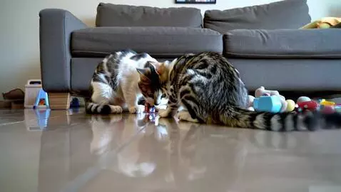 AI Video from prompt: Make a video of a cat and a baby playing jumanji