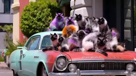 AI Video from prompt: Hoodoo cats are sitting on the hood of an old Pr