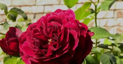 MiniMax Hailuo-02 (pro) video