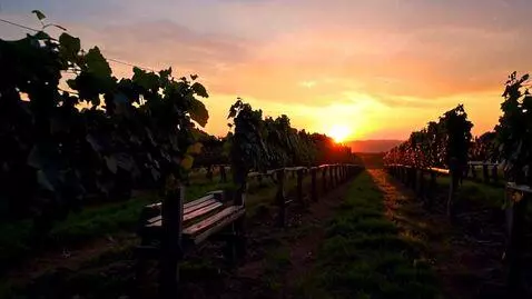 AI Video from prompt: Dnking in a Vineyard at dusk