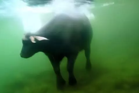 AI Video from prompt: Water buffalo diving into a river and swimming u
