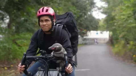 AI Video from prompt: penguin drives bicycle