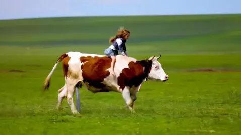 AI Video from prompt: a cat riding a cow, that is running in the meado
