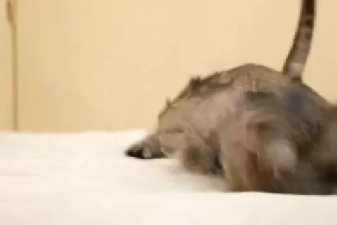 AI Video from prompt: Babycatfight