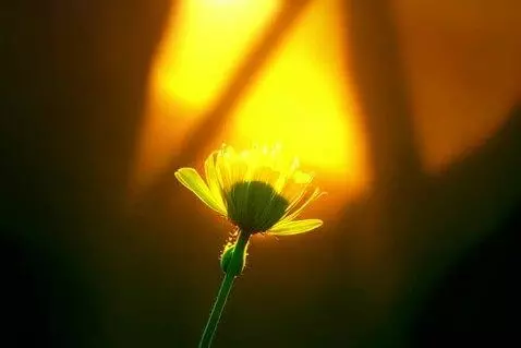 AI Video from prompt: A 15-second cinematic video showing this flower 