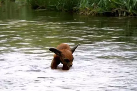 AI Video from prompt: brown elf walking out of water