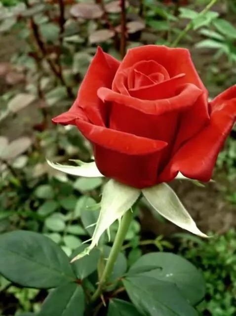 MiniMax Hailuo-02 (pro) video