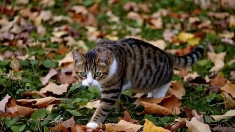 AI Video from prompt: a cat moving slowly, video should be in bad quli