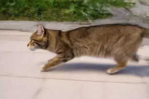 AI Video from prompt: a cat running 1 mph