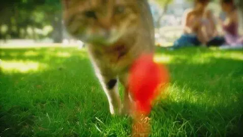 AI Video from prompt: Cats playing at park