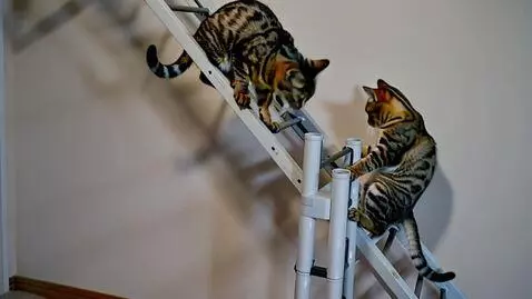 AI Video from prompt: Cats climbing ladder