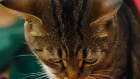 AI Video from prompt: Cats stitching suits