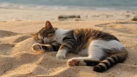 AI Video from prompt: A cat sleeping on the beach in peace with the wo