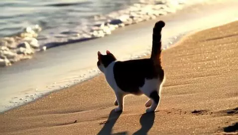 AI Video from prompt: A cat chilling on the beach