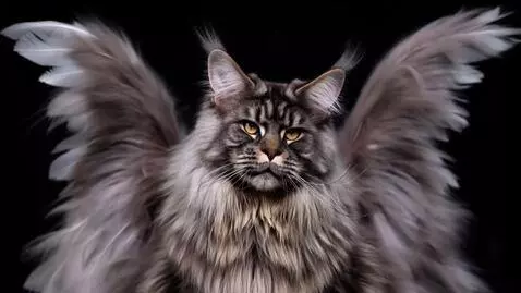 AI Video from prompt: Dark theme in a realistic style. Studio shot, fi