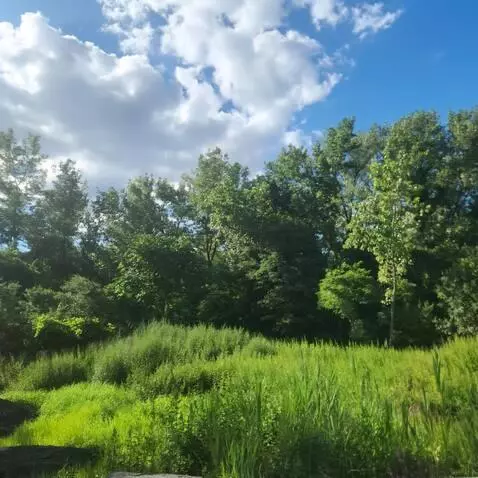 AI Video from prompt: Make the trees, brushes, and grasses swaying in 
