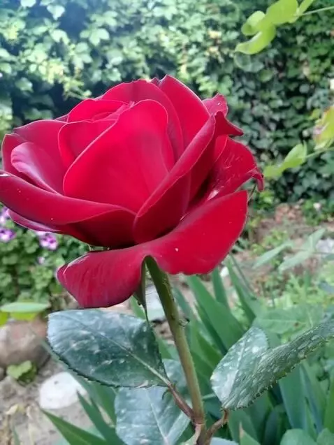 MiniMax Hailuo-02 (pro) video