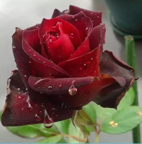 AI Video from prompt: на ветру качается роза в капли воды  ветер вода 