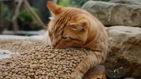 AI Video from prompt: generate cat fooding