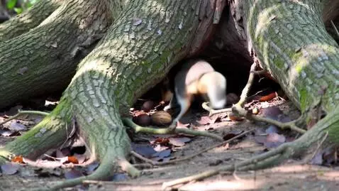 AI Video from prompt: “Zoom in on the squirrel hiding nuts carefully u