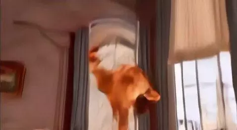 AI Video from prompt: Cats jumping on floor